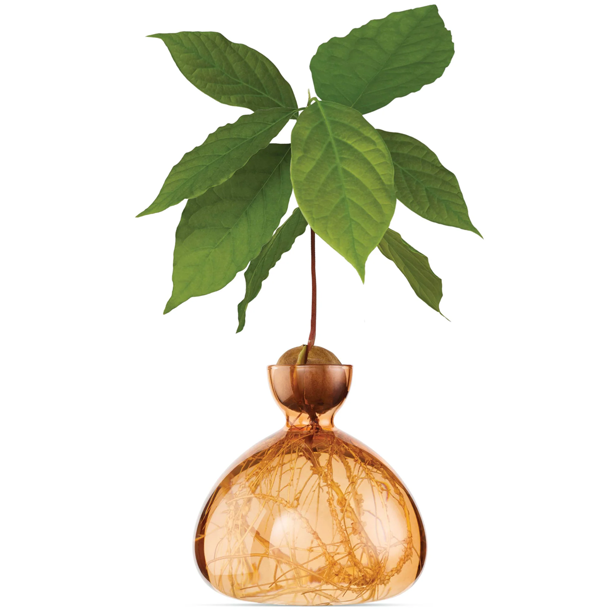 Avocado Vase